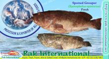 Spotted Groupers (Epinephelus epistictus)