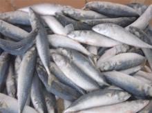 Frozen Fish (Mackerel)