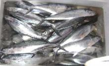 High Quality Frozen Fish (Mackerel)