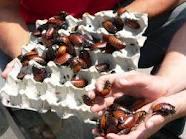 QUALITY EDIBLE COCKROACHES