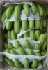 Cavendish Fresh Green Banana