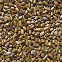 CASSIA TORA SEED