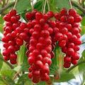 schisandra Chinensis Extract 3%5%9%