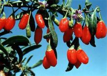 wolfberry extract