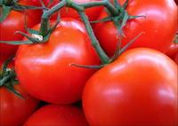lycopene,  tomato   extract   5 %,10%