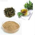 green tea extract, polyphenols 50%-98%