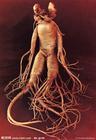 ginseng extract,plant extract