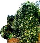 Piperine-Black Pepper Extract Powder