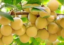 GINKGO NUT