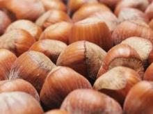 HAZELNUT