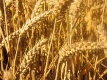 WHEAT