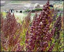 QUINOA