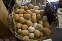 EGGS