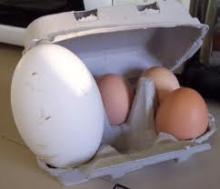  GOOSE   EGGS 