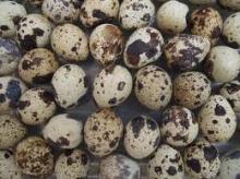 QUAIL EGGS