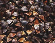 raw buckwheat