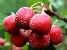  Haw   Juice  Concentrate