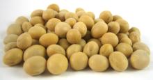 yellow saya beans