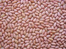 Chinese raw peanut kenels