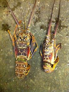 Caribbean lobster