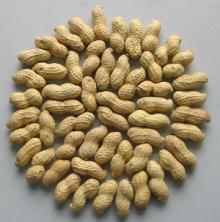 Peanut in shell