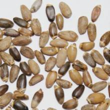 Milk thistle Seeds/ tea 