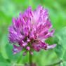 Red clover tops tea