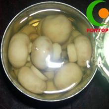Canned Mushroom