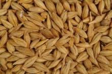 Barley Grains