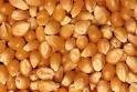 pop corn