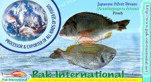 Japanese Siver Bream (Acanthopagrus detnia)