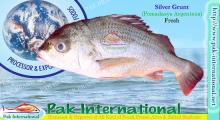 Silver Grunt (Pomadasys argenteus)