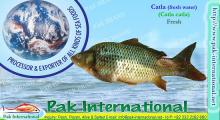 Catla Fish (catla catla)