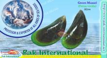 Green Mussel (Perna viridis)