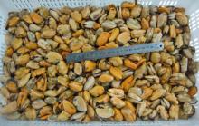 mussel meat