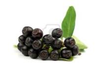  Chokeberry   Extract 