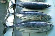 tuna fish with different flavor