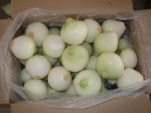 pure white,red onion and garlic for sale .