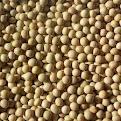 Soybeans