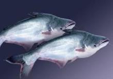 Pangasius