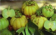 Garcinia Cambogia Extract/ISO9001,Kosher,Organic certificated