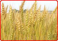 Wheat and Wheat Flour
