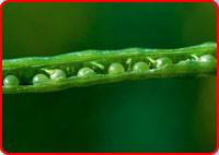 Rape Seeds
