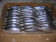 frozen Sardine