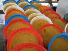 FLYING FISH ROE.