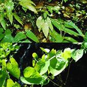 2025 Hot selling products Epimedium Herb Extract