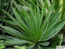 Yucca Extract/ISO9001,Kosher,Organic certificated