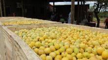 Fresh Marula Fruits for Sale