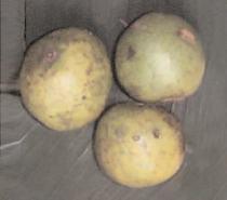 Bush Mangoes