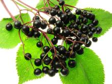 Elderberry Extract